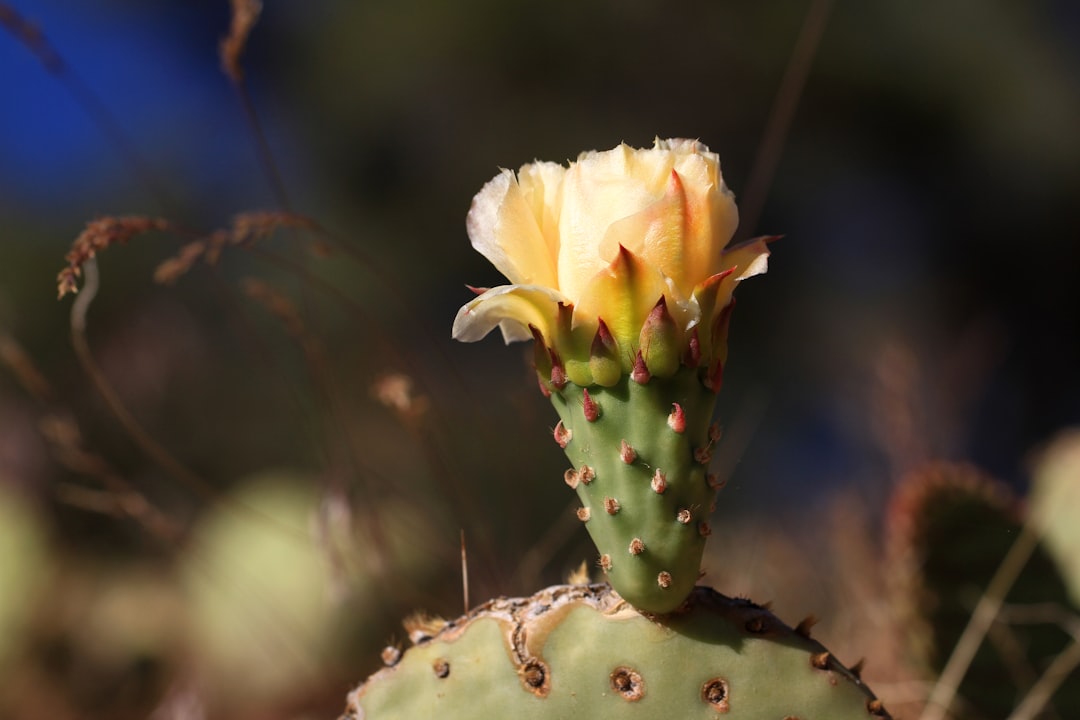 زهرة نبات الدغموس في بيئتها الطبيعية