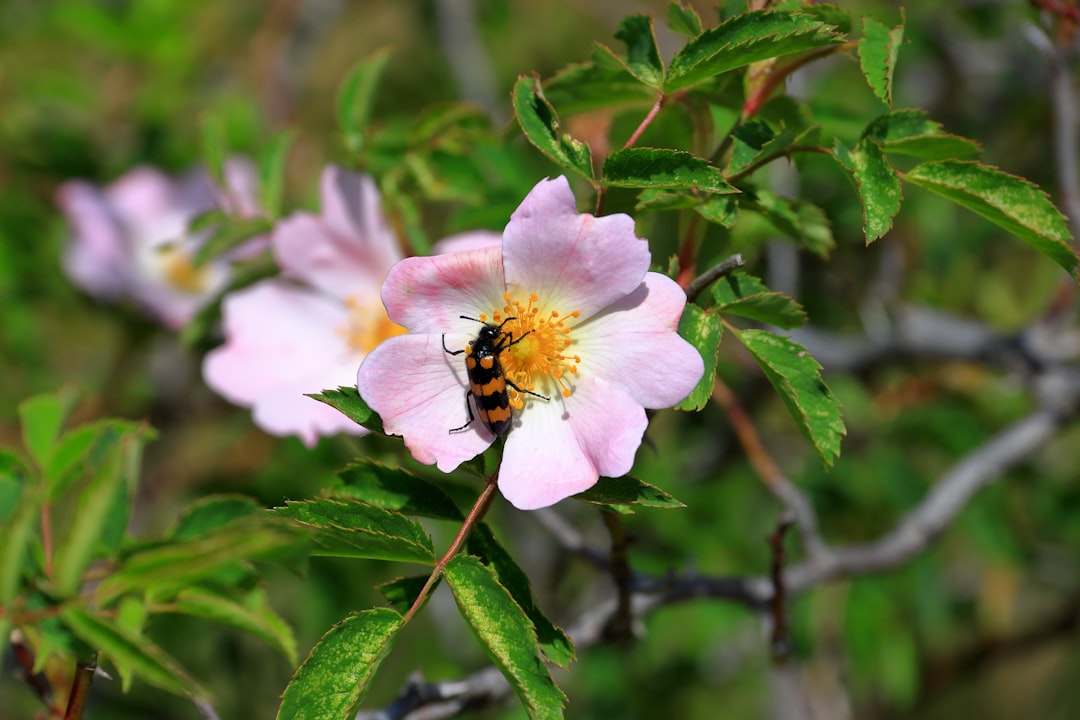 نحلة تجمع الرحيق من زهرة الزعتر البري في جبال الأطلس